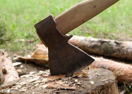 Qanunsuz ağac kəsmə faktı üzrə 173 cinayət işi başlanıldı
