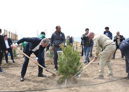 “Heydər Əliyev İli” çərçivəsində 8000-dən çox ağac əkilib