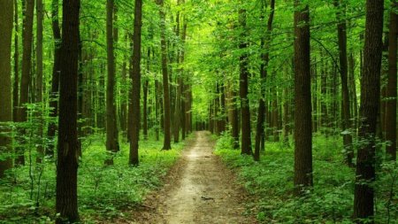 Meşə fondu torpaqlarında nə qədər ağac əkilib?