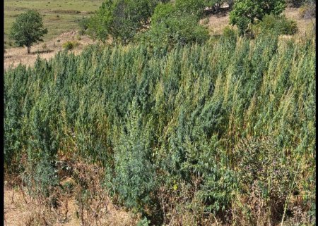 Laçında 2,5 ton çətənə məhv edildi