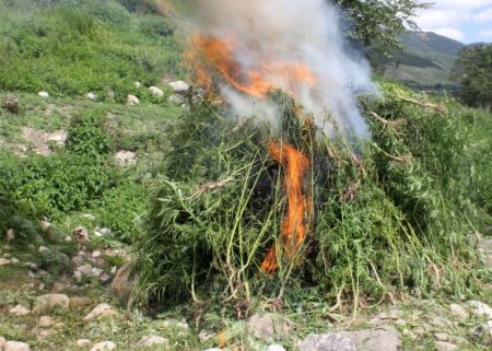 Məhkəmə qərarları ilə müsadirə olunmuş narkotik vasitələr məhv edildi