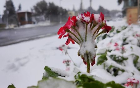 Bu rayonlara qar yağıb - Faktiki hava