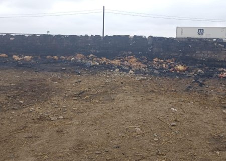 Goranboyda ferma yandırıldı - 230 baş heyvan tələf oldu