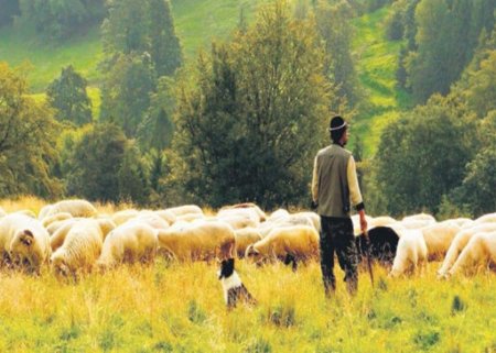 Oğuzda qoyun otarmağa gedən çoban meşədə ölü tapıldı