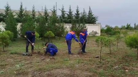 “Azərişıq” ASC-dən genişmiqyaslı ağacəkmə aksiyası