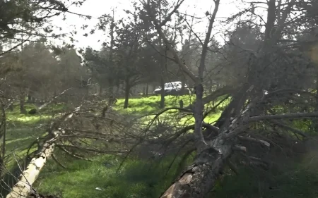 Yasamalda ağacların kəsilməsi iddiası ilə bağlı rəsmi AÇIQLAMA