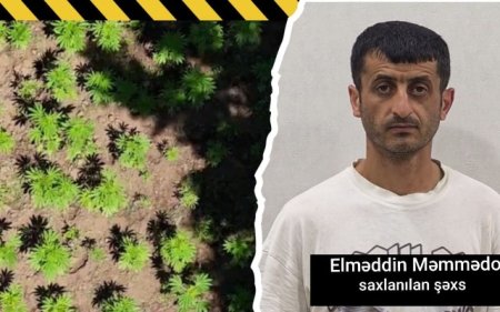 Milli Parkda narkoplantasiya yetişdirən şəxs həbs edildi - Əməliyyatın görüntüsü