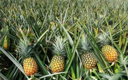 Azərbaycan Panamadan ananas alışını 27 dəfə artırıb