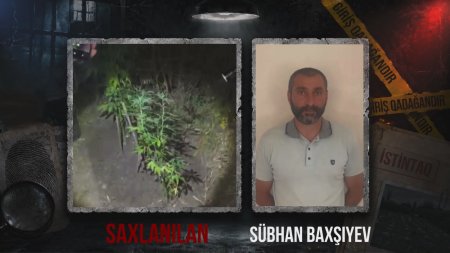 Dağlıq ərazidə çətənə kolu yetişdirən şəxs tutuldu