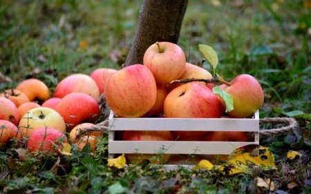Azərbaycan alma ixracından gəlirini 7 % artırıb